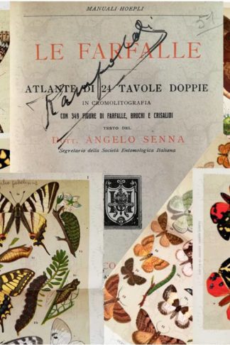 SENNA ANGELO - Le farfalle Atlante Nozioni di entomologia