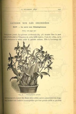 LINDEN LUCIEN - Le journal des orchidees. Guide pratique de culture Rèdigè et Public par Lucien Linden Avec la collaboration de MM. j Linden Comte du Buysson de Lansberge. G. Warocqué. Comte de Moran. Max Gai-mer. Ém. Rodigas. Funck. A. Cogmaux. G. Joris. E Roman. A. Van Imschoot. Fr. Desbois. Dr G. von Heerdt. E. Bergman. E. S. Rand. Ch Van Wambeke. A. Bleu. Dr Van Cauwelaert. Ch. Vasseur. Comte de Bousies. J. Nôtzli. Cahuzac. Dr Capart. James O'Brien. G. Mantin. J. du Trieu de Terdonck. O. de Kirchsberg. Vicomte de Novion. G Truffaut. D. Treyeran. G. Rivois. H. Correvon. D- Max Reichenheim. A. Dalliere. F Kegeijan. O. Ballif. G. Miteau. R. Johnson. C. Ellner. Ch. de Bosschere. A. Hubert. A. de la Devansaye. Fl. Claes. de Meulenaere. F dellaPorta.. G.Diretti. A. van den Heede. A. Wincqz. G Kittel. Bon DE Meylhand. Dr Muller. Henri Hermieux. O. Altenhoff. E. Bartel et les Chefs de Culture de « L'Horticulture Internationale