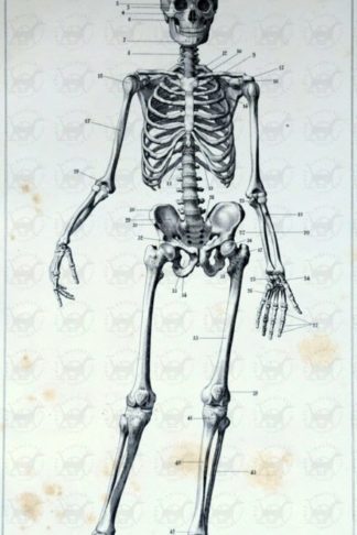 MOREL JUL. - Manuel d’anatomie artistique. Par le docteur Jul. Morel Professeur à l’Académie royale des beaux-art et à l’Ecole industrielle de Gand
