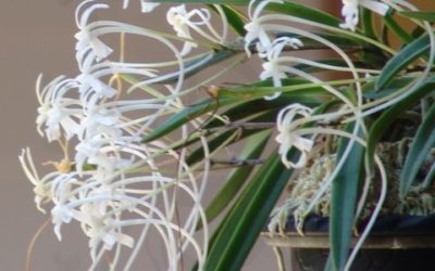 La Neofinetia falcata l’orchidea del samurai
