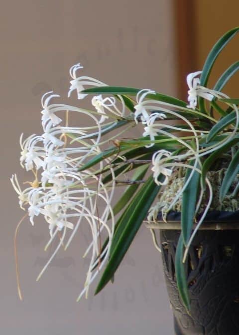 kottoya antiquariato giapponese di Luca Piatti orchidea Neofinetia falcata