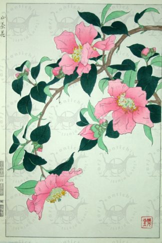 SHODO KAWARAZAKI – Sazanka Camellia sasanqua