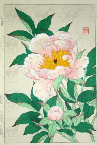 SHODO KAWARAZAKI – Shakuyaku Peonia Peony