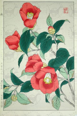 SHODO KAWARAZAKI – Tsubaki Camelie rosse Red camellias