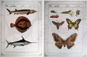 Grafica Stampe antiche e moderne