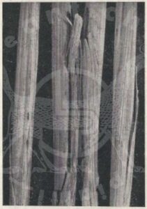 Figura12 Pier_Luigi_Ighina_SCOPERTA_ATOMO_MAGNETICO