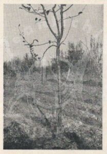 Figura4_LA-SCOPERTA-DELLATOMO-MAGNETICO-1954-Pierluigi-Ighina