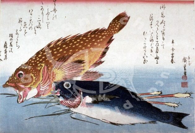 Hiroshige_Scorfano_Isaki_Zenzero_kottoya_arte_giapponese_antiquariatogiapponese