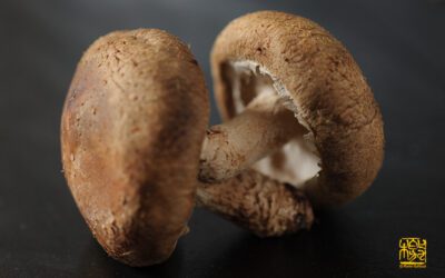 Lo shiitake è il fungo della salute