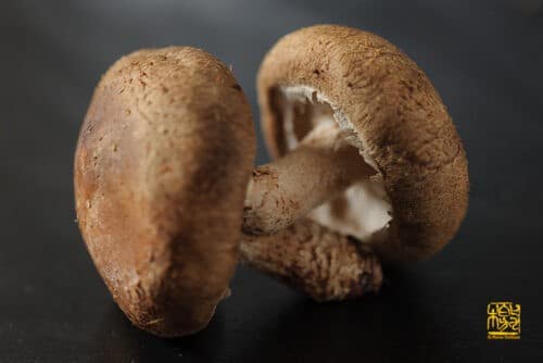 Shiitake_shitake_FlavioGallozzi_fungo