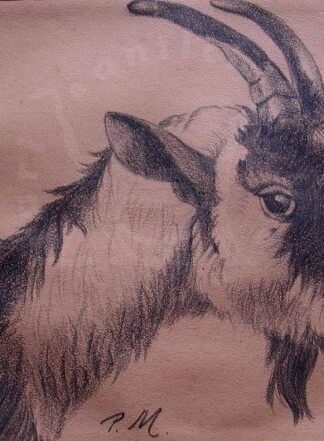 MORGARI PIETRO Capra Disegno originale Carboncino su carta XIX secolo