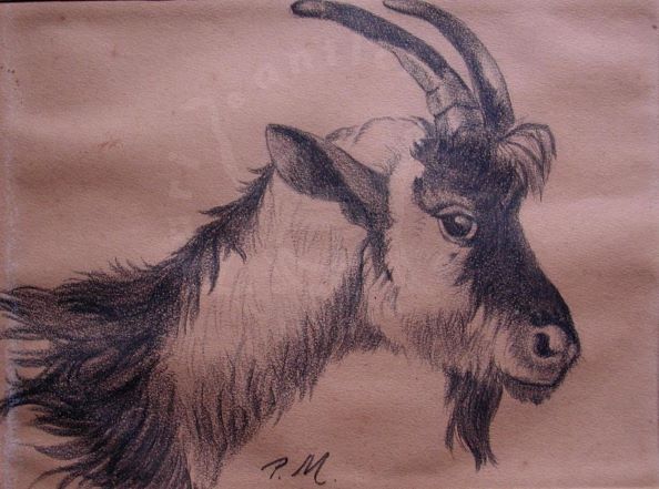 MORGARI PIETRO Capra Disegno originale Carboncino su carta XIX secolo