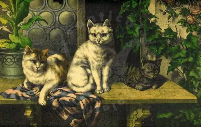 Gatto e gatti degli amici misteriosi