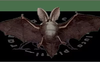 La mitologia del pipistrello in Cina