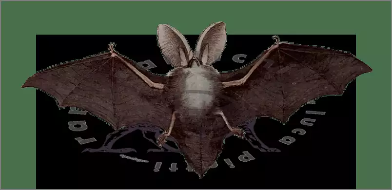La mitologia del pipistrello in Cina