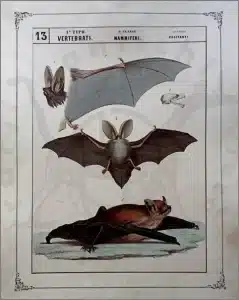 La mitologia del pipistrello in Cina