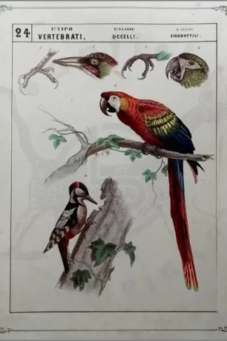 Bellardi quadri iconografici di zoologia